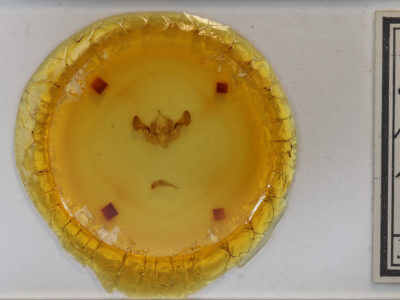 slide view of adult Mesapamea fractilinea