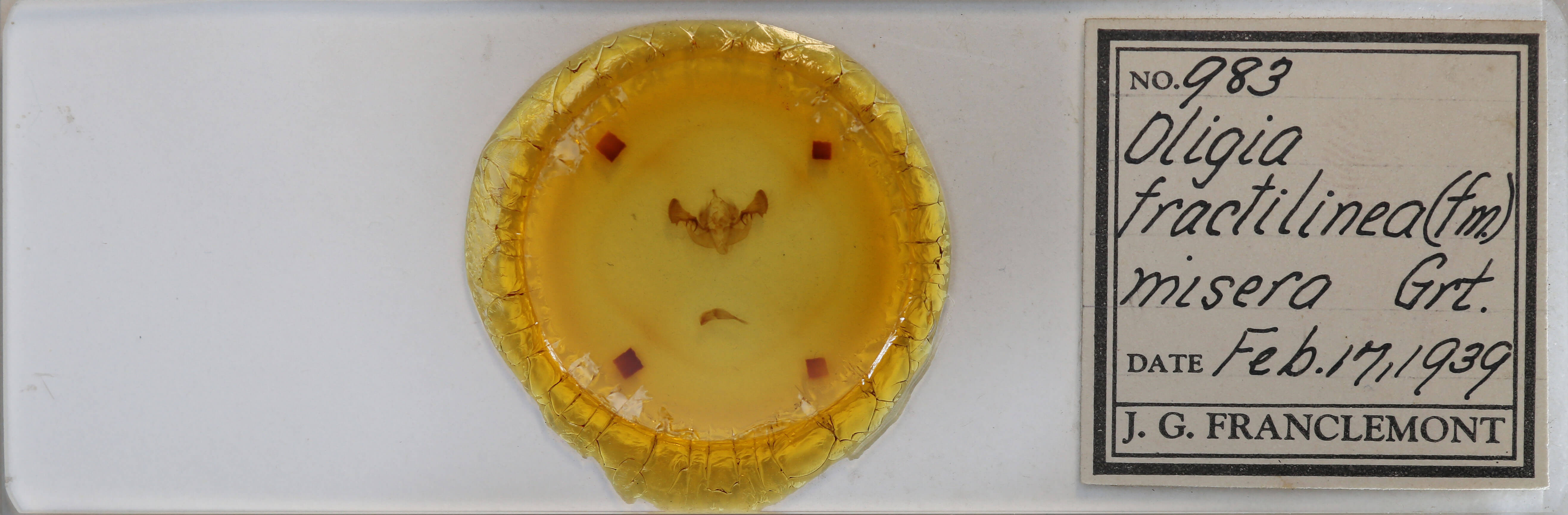 slide view of adult Mesapamea fractilinea