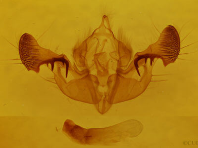 genitalia view of adult Mesapamea fractilinea fractilinea