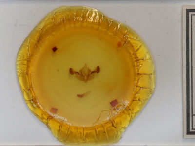 slide view of adult Mesapamea fractilinea fractilinea