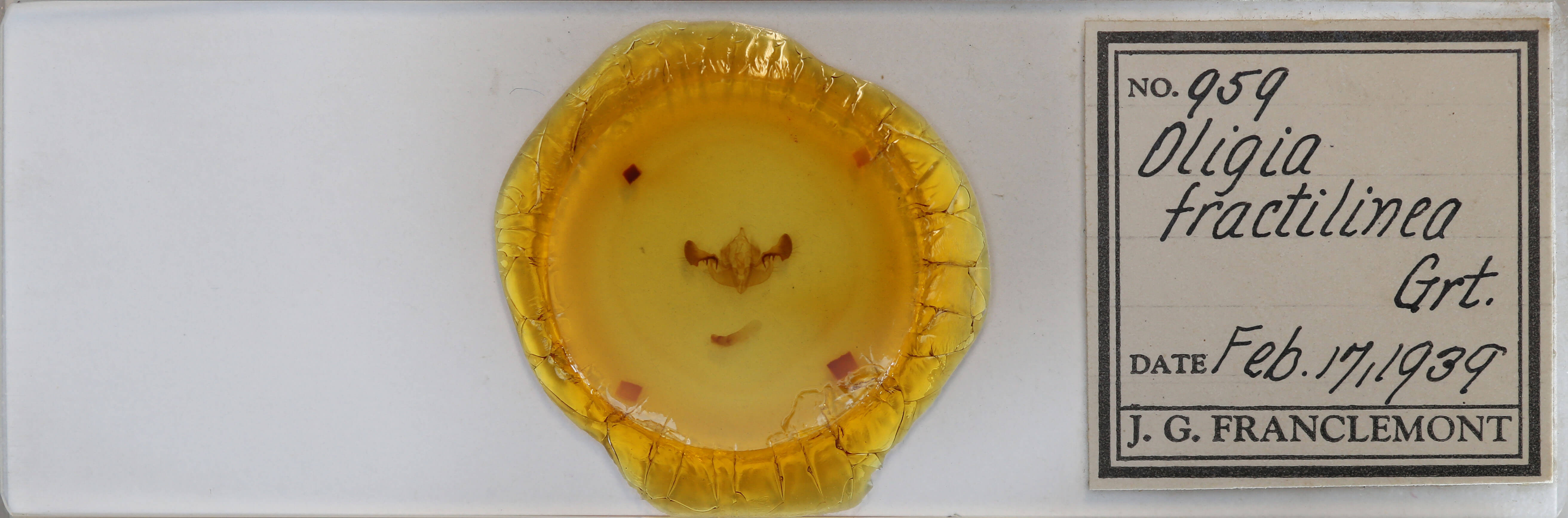 slide view of adult Mesapamea fractilinea fractilinea