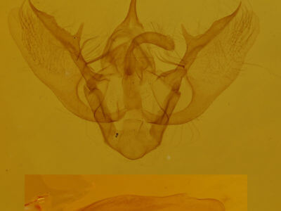 genitalia view of adult Mesoleuca ruficillata