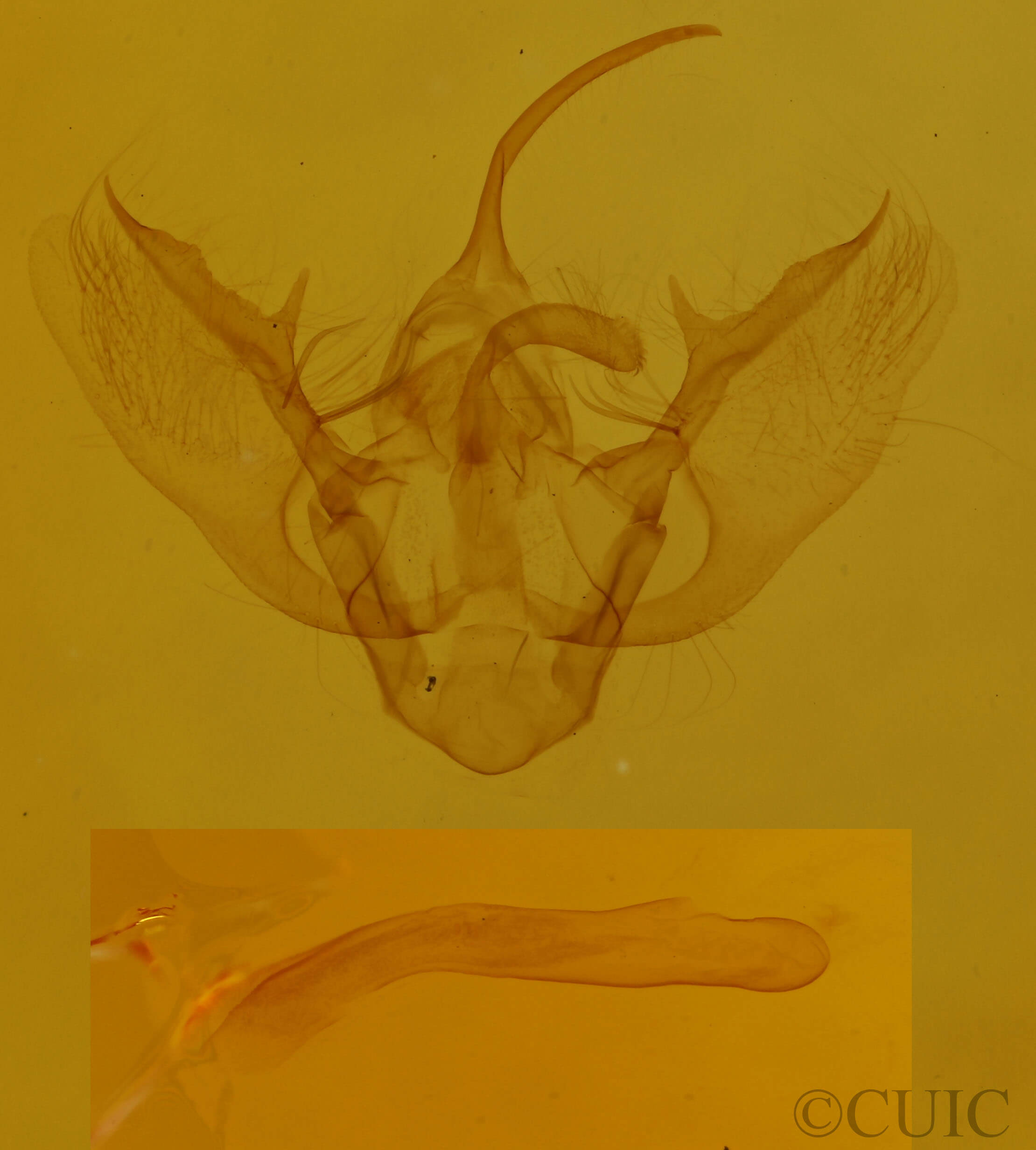 genitalia view of adult Mesoleuca ruficillata