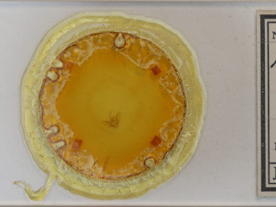 slide view of adult Mesoleuca ruficillata