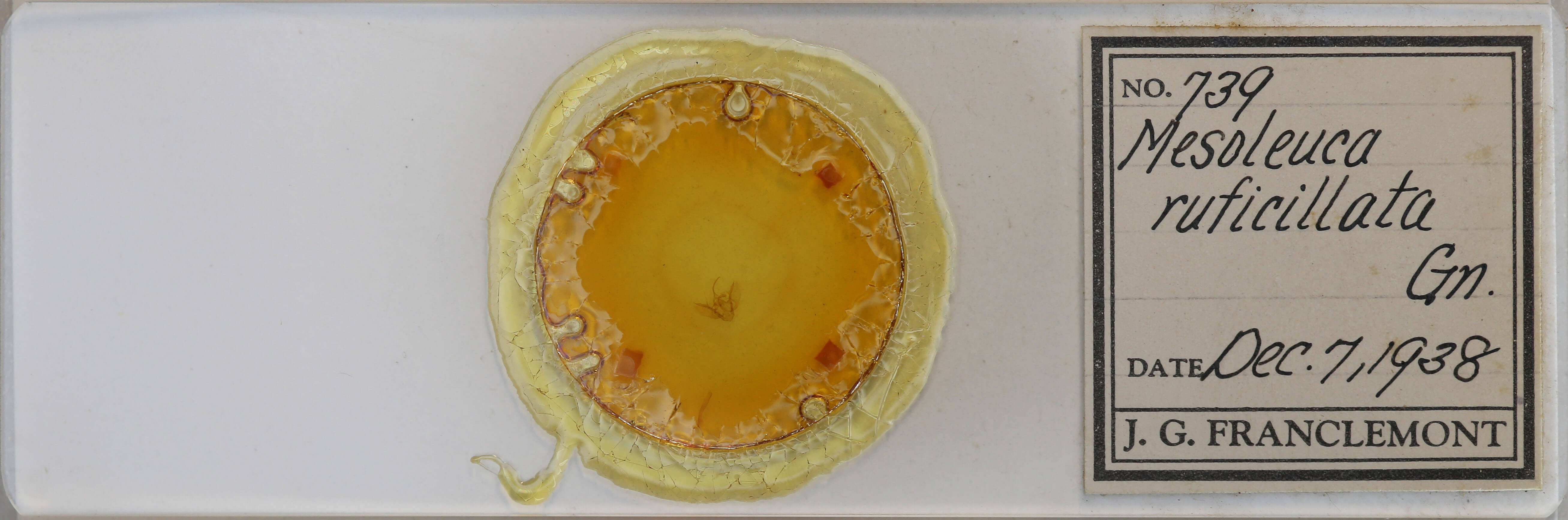 slide view of adult Mesoleuca ruficillata