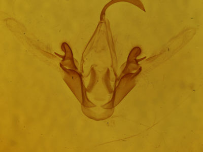 genitalia view of adult Metalectra discalis