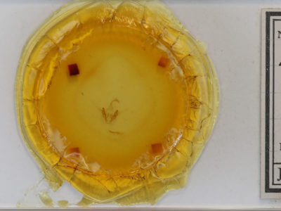 slide view of adult Metalectra discalis