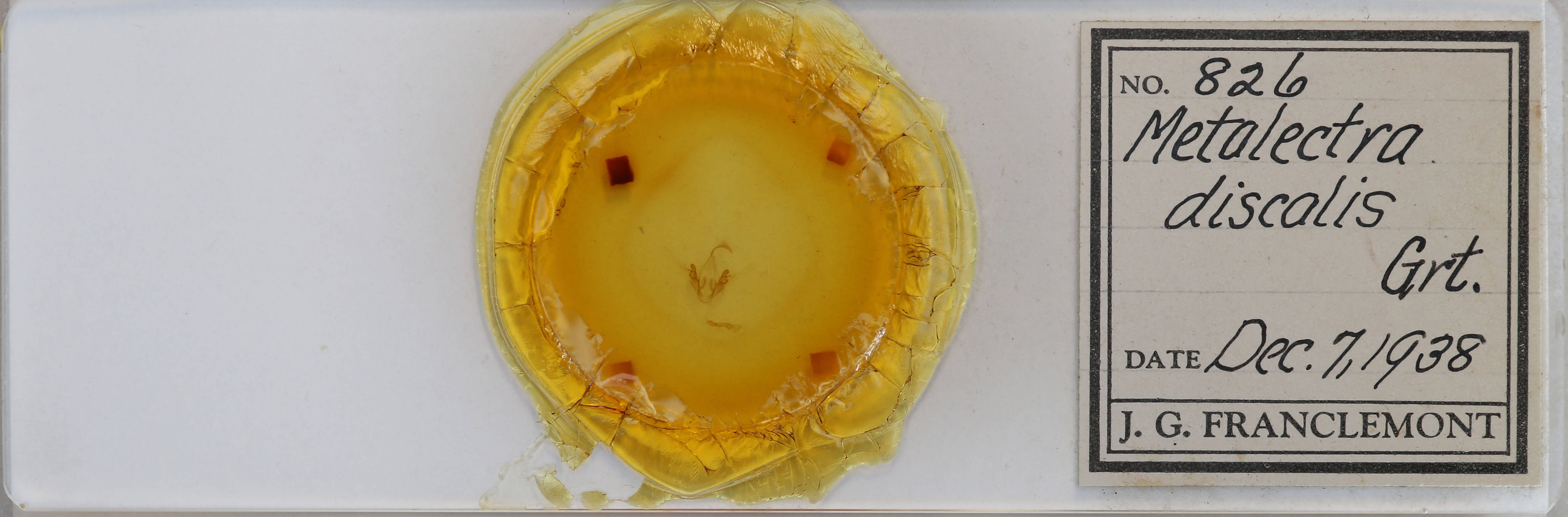 slide view of adult Metalectra discalis