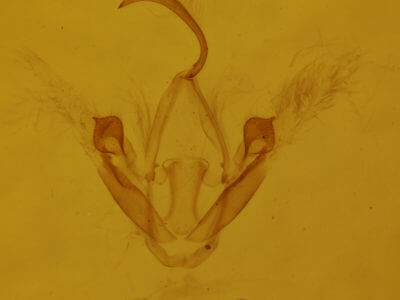genitalia view of adult Metalectra quadrisignata
