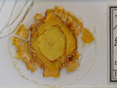 slide view of adult Metalectra quadrisignata