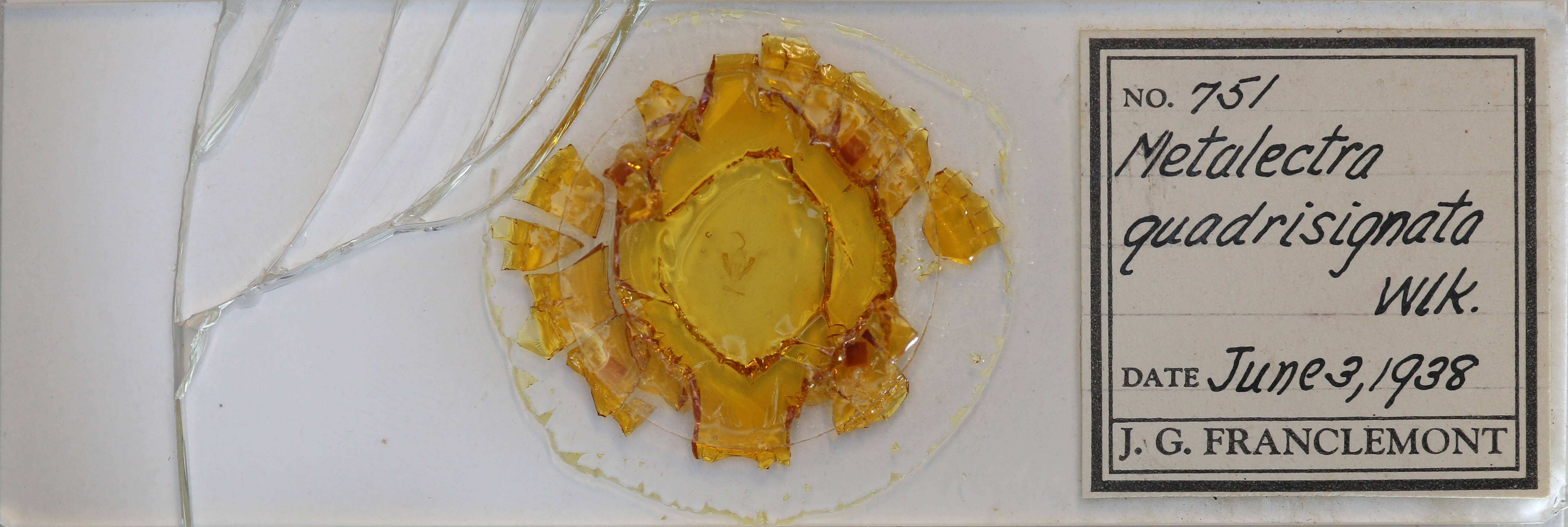 slide view of adult Metalectra quadrisignata