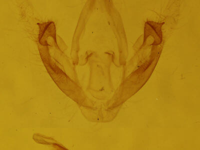genitalia view of adult Metalectra quadrisignata