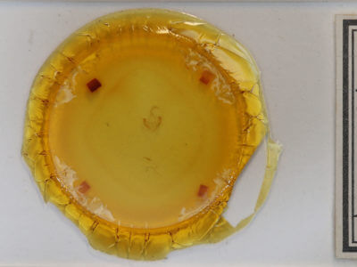 slide view of adult Metalectra quadrisignata