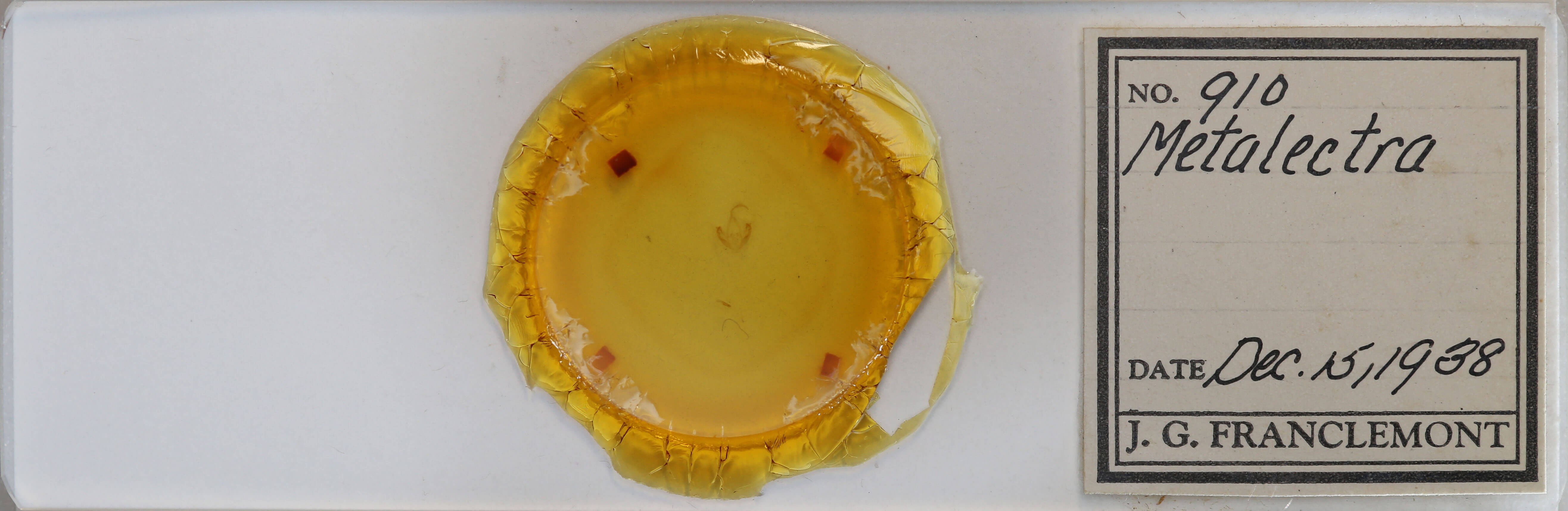 slide view of adult Metalectra quadrisignata