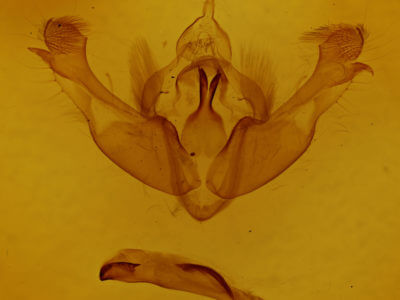 genitalia view of adult Mniotype adusta