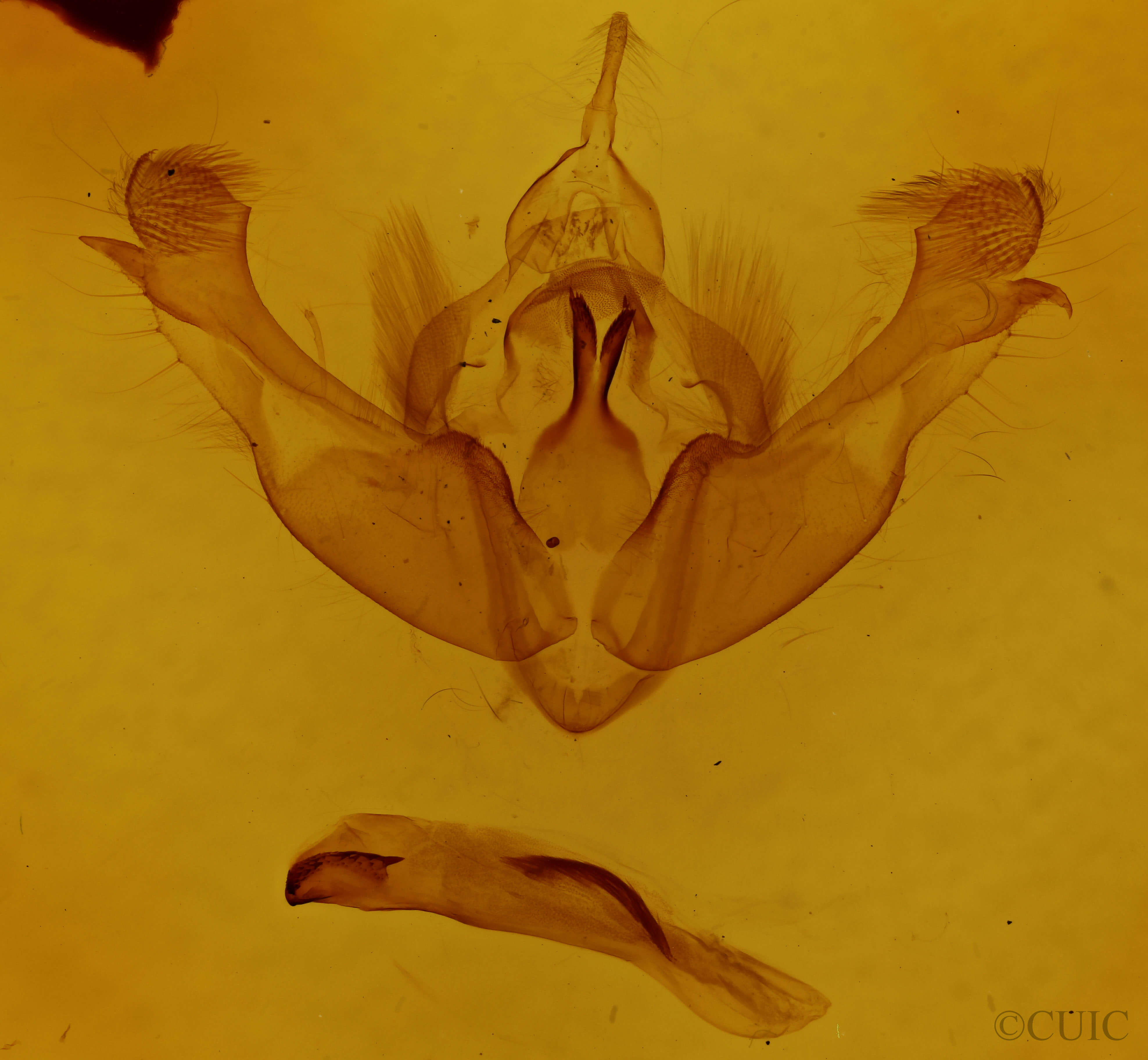 genitalia view of adult Mniotype adusta