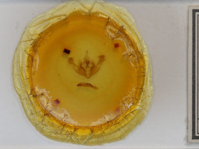 slide view of adult Mniotype adusta