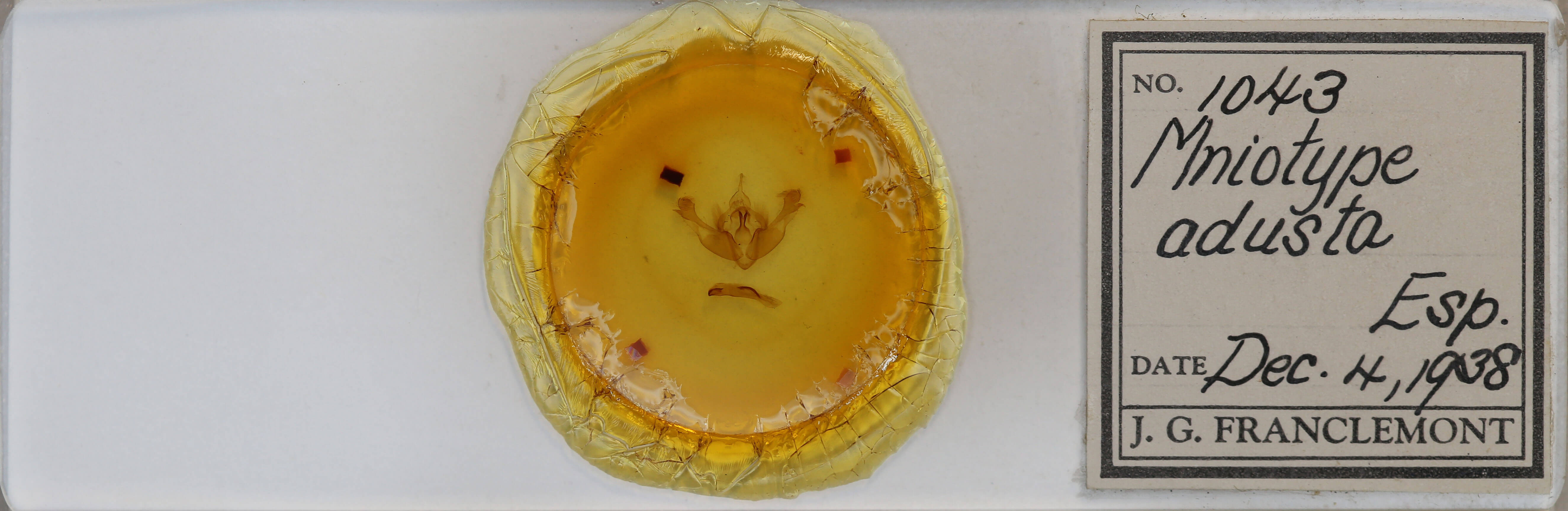 slide view of adult Mniotype adusta