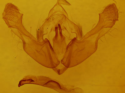 ventral view of adult Mniotype ducta