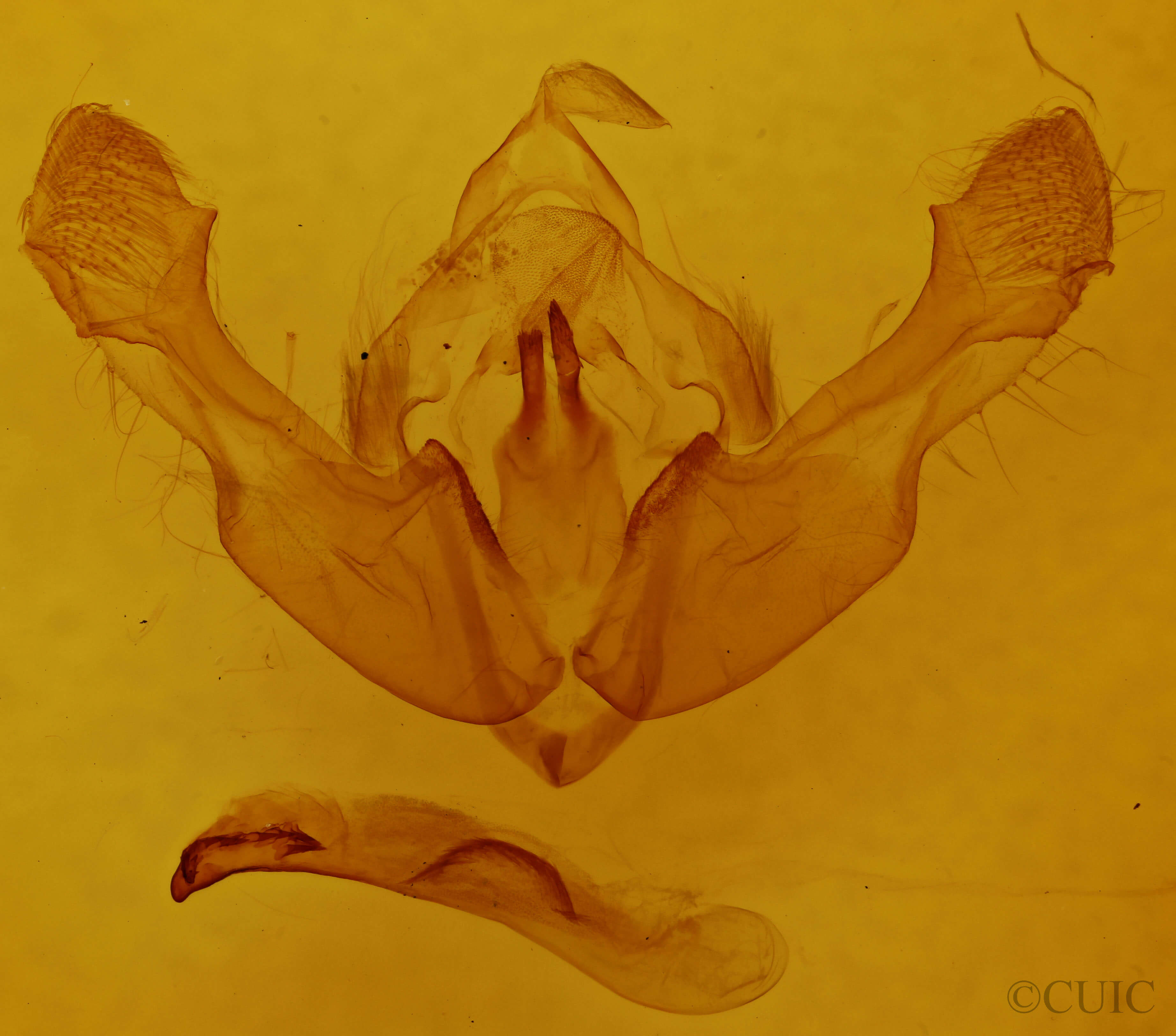 ventral view of adult Mniotype ducta