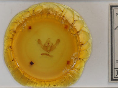 slide view of adult Mniotype ducta