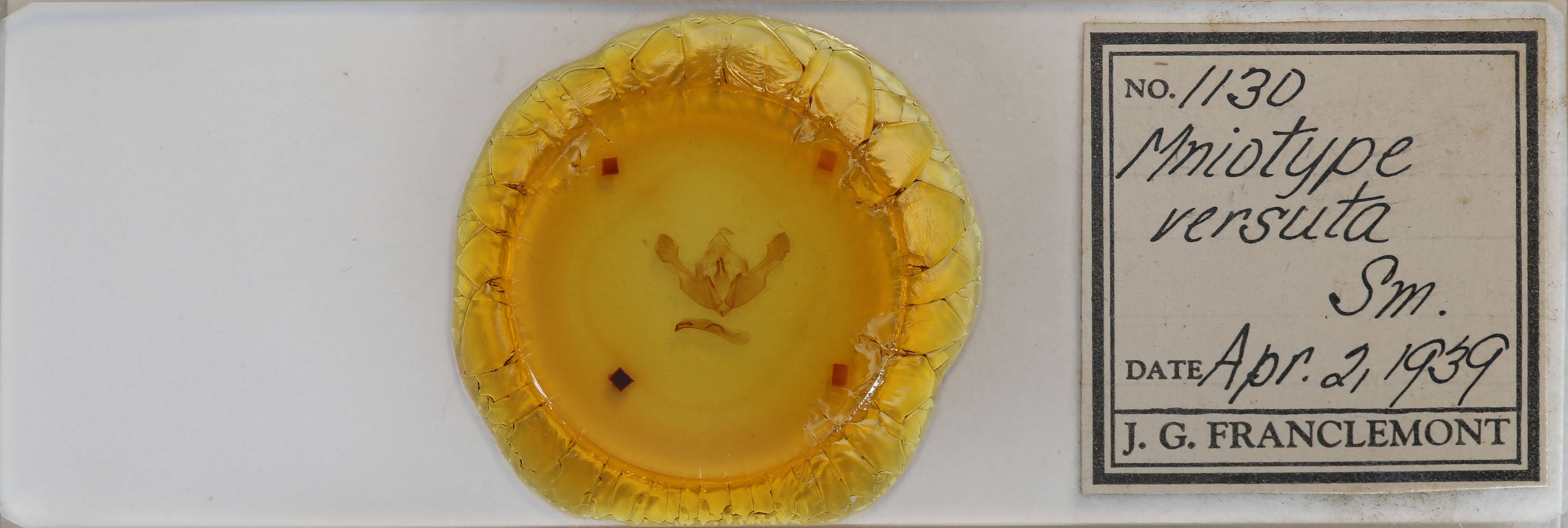 slide view of adult Mniotype ducta