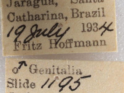 label view of adult Navarcostes limnatis