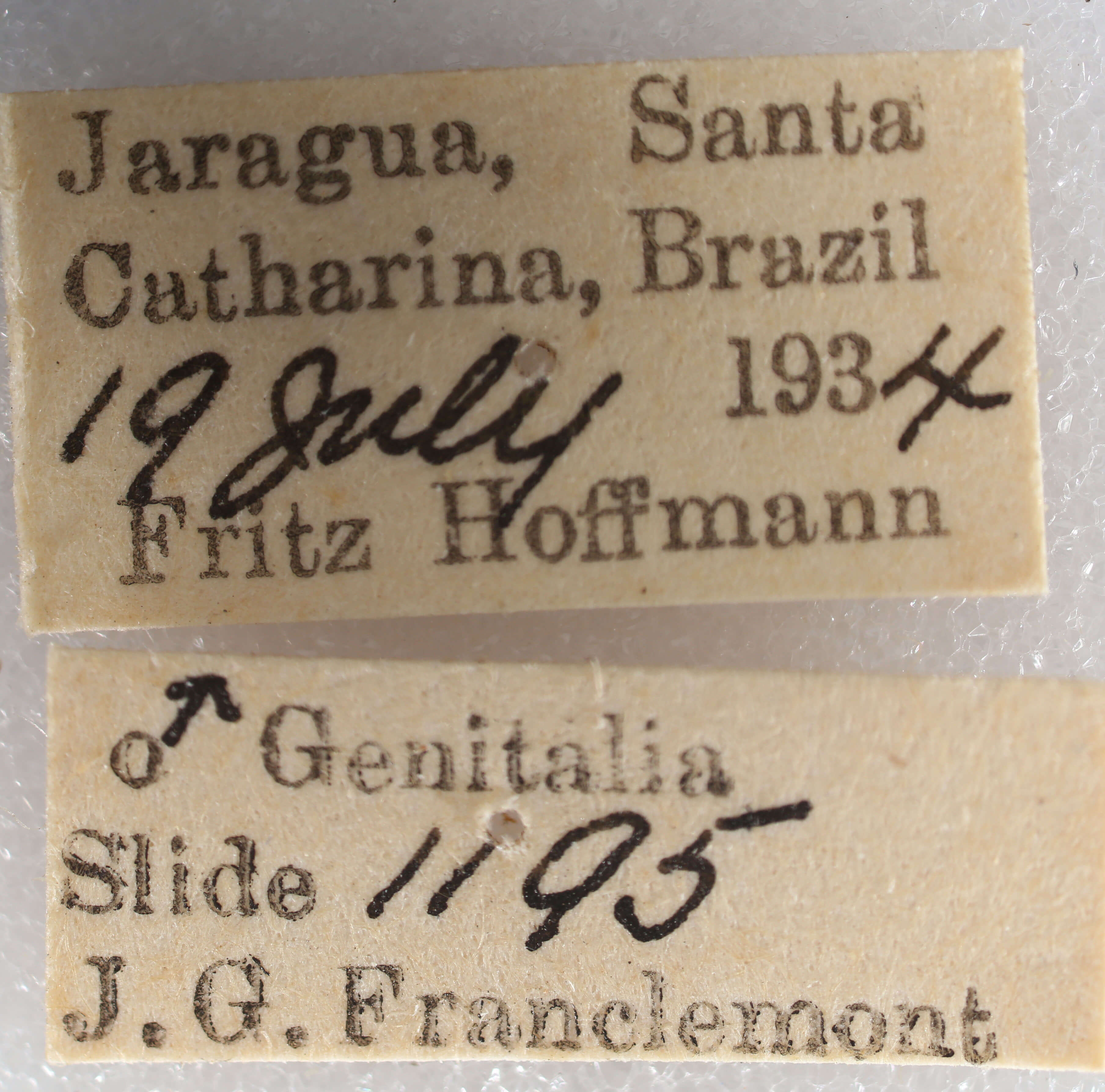 label view of adult Navarcostes limnatis