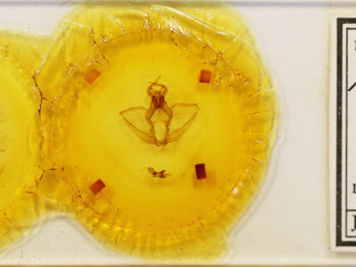 slide view of adult Navarcostes limnatis