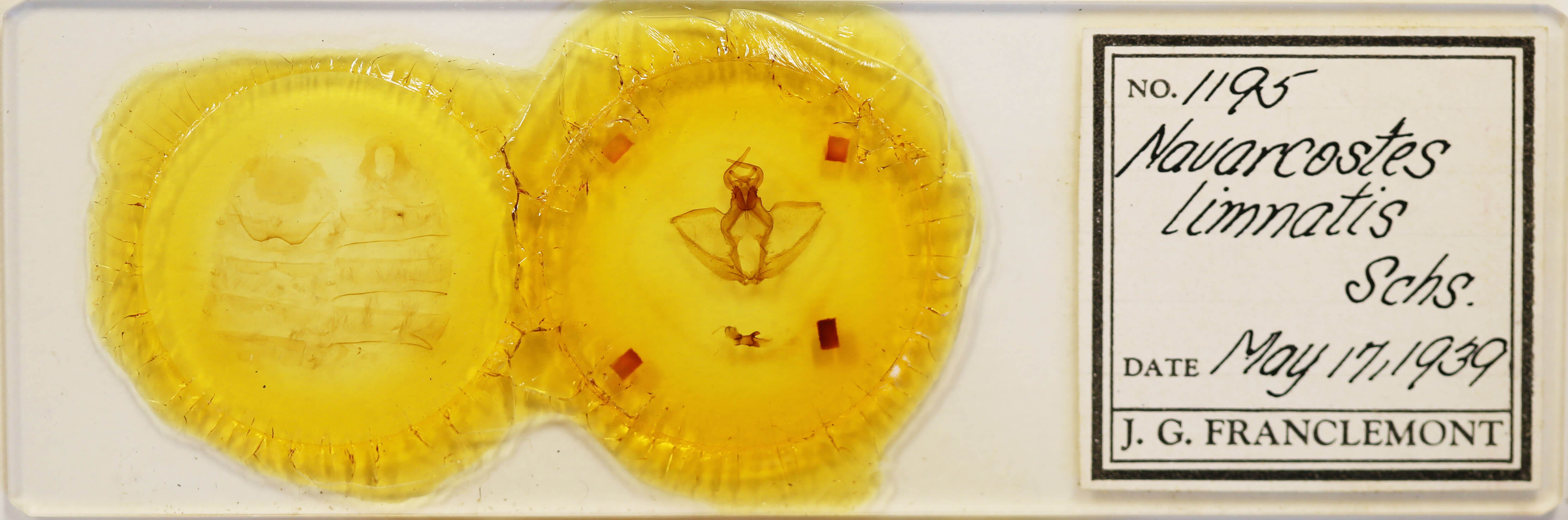 slide view of adult Navarcostes limnatis