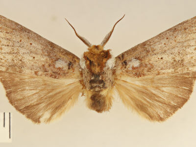 dorsal view of adult Navarcostes limnatis