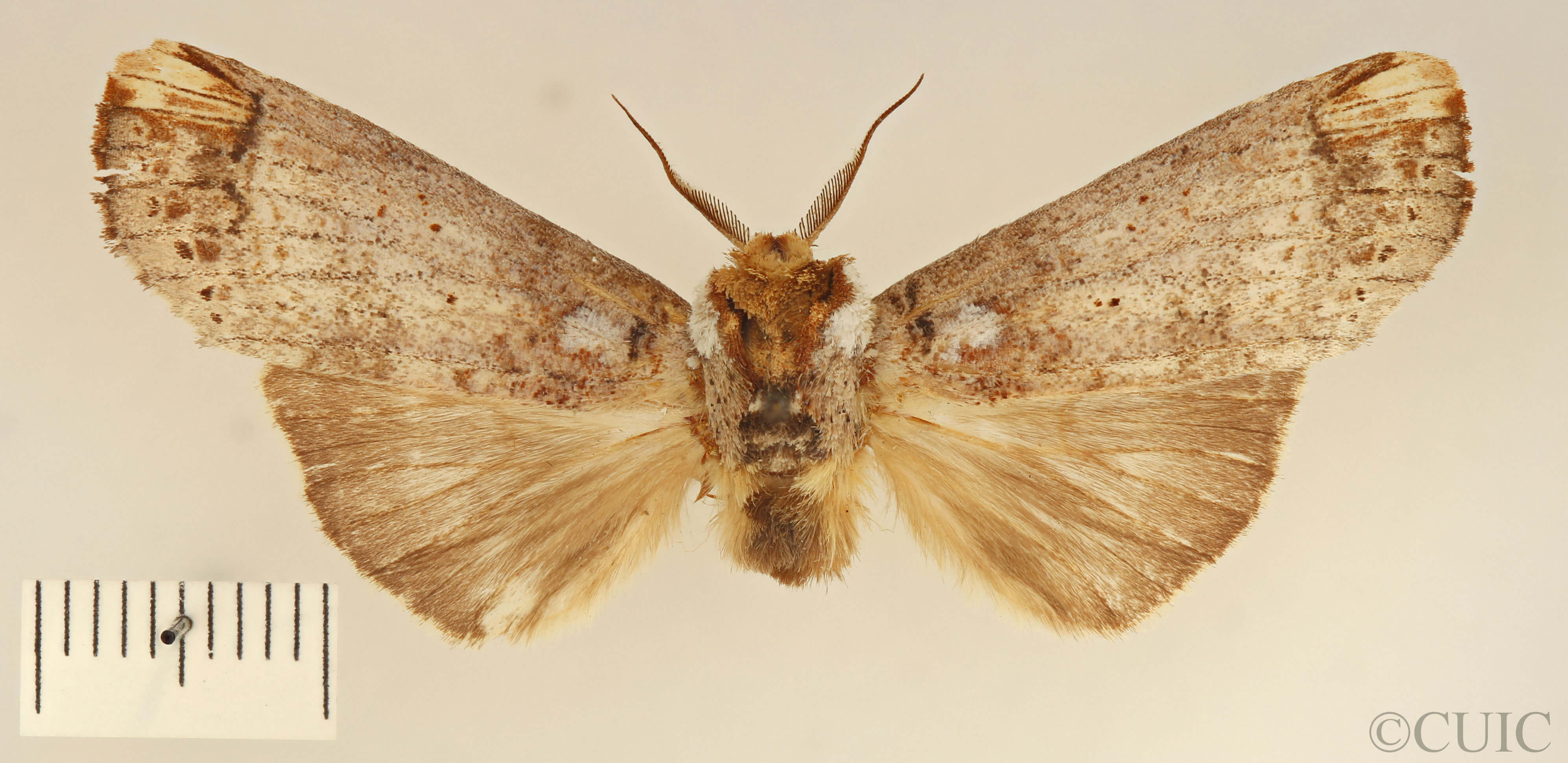 dorsal view of adult Navarcostes limnatis