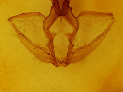 genitalia view of adult Navarcostes limnatis
