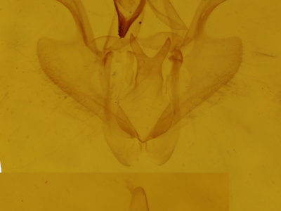 genitalia view of adult Nematocampa resistaria