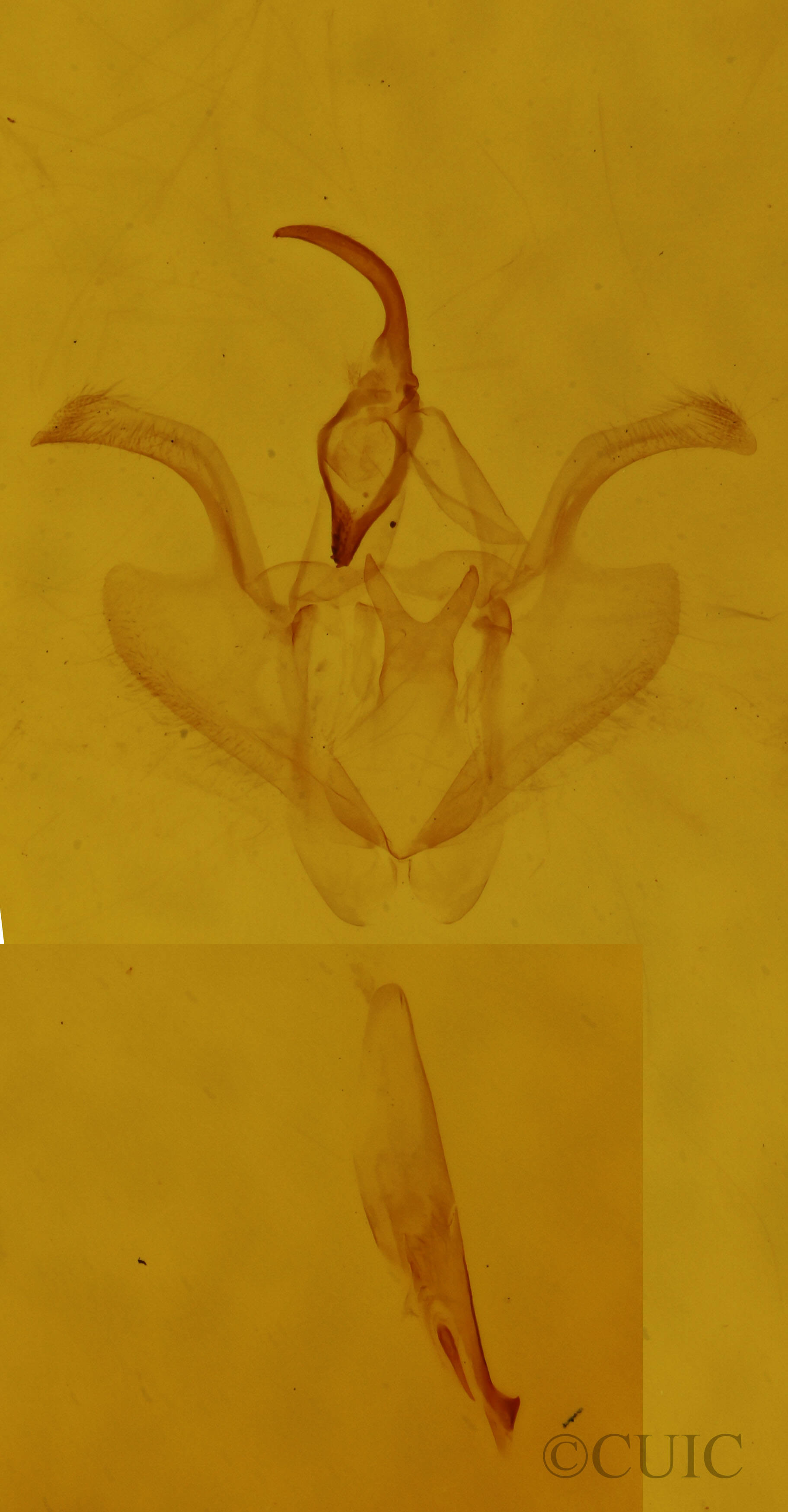 genitalia view of adult Nematocampa resistaria