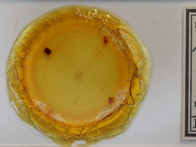 slide view of adult Nematocampa resistaria