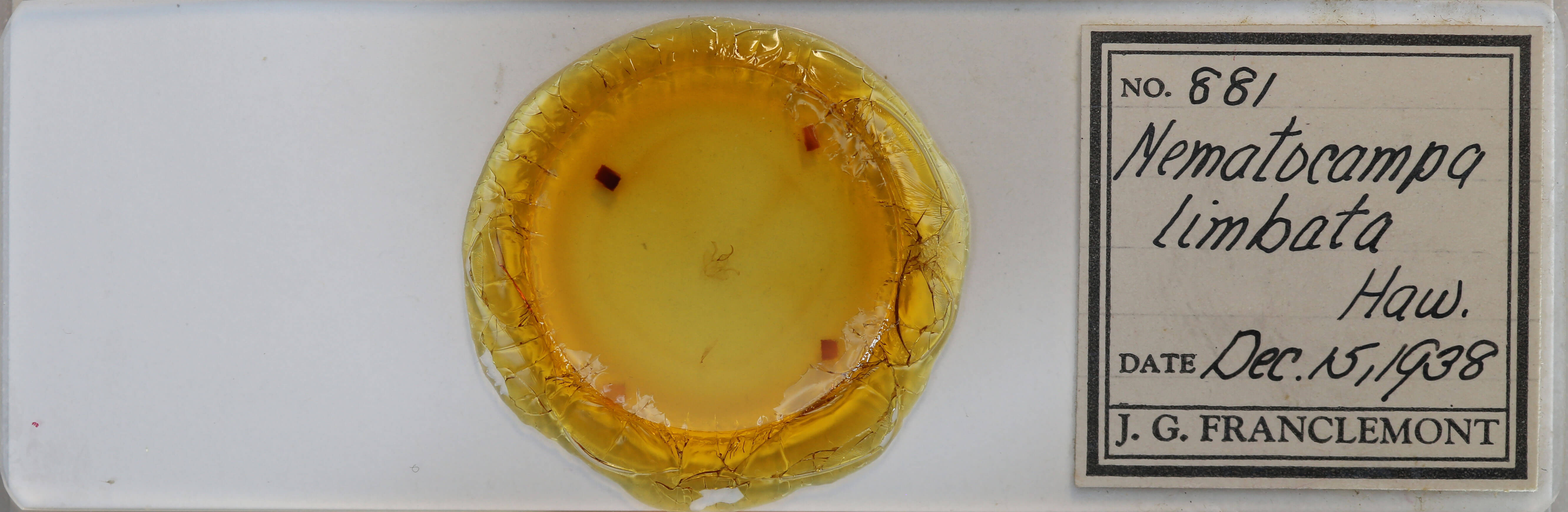 slide view of adult Nematocampa resistaria