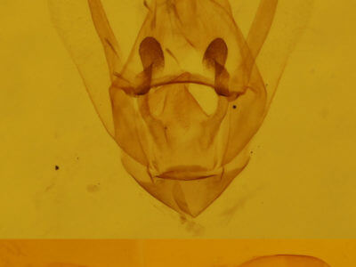 genitalia view of adult Trichodezia albovittata