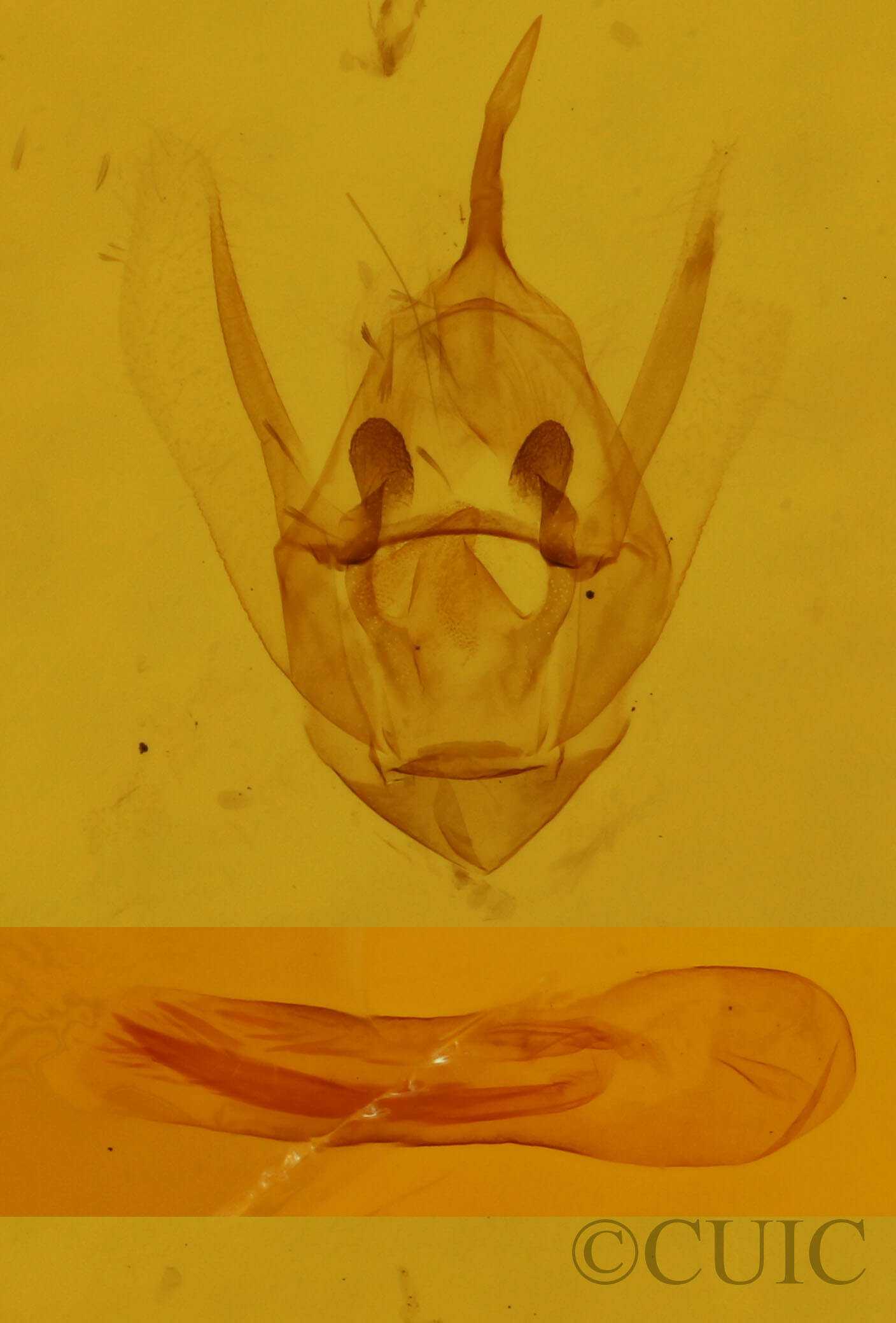 genitalia view of adult Trichodezia albovittata