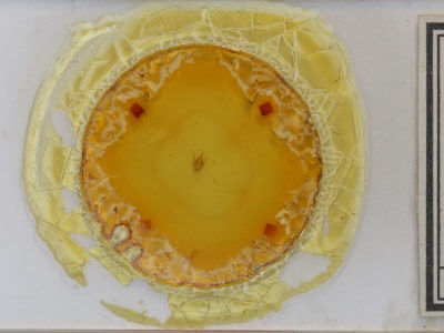 slide view of adult Trichodezia albovittata