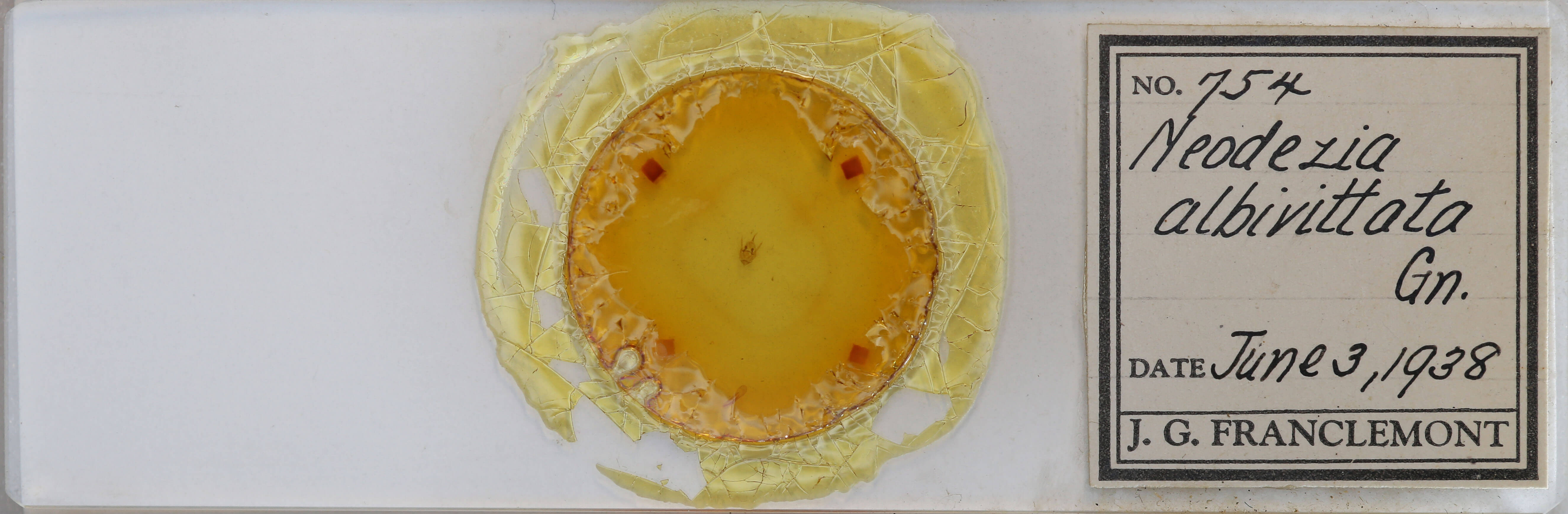 slide view of adult Trichodezia albovittata