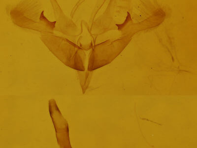 genitalia view of adult Nola cilicoides