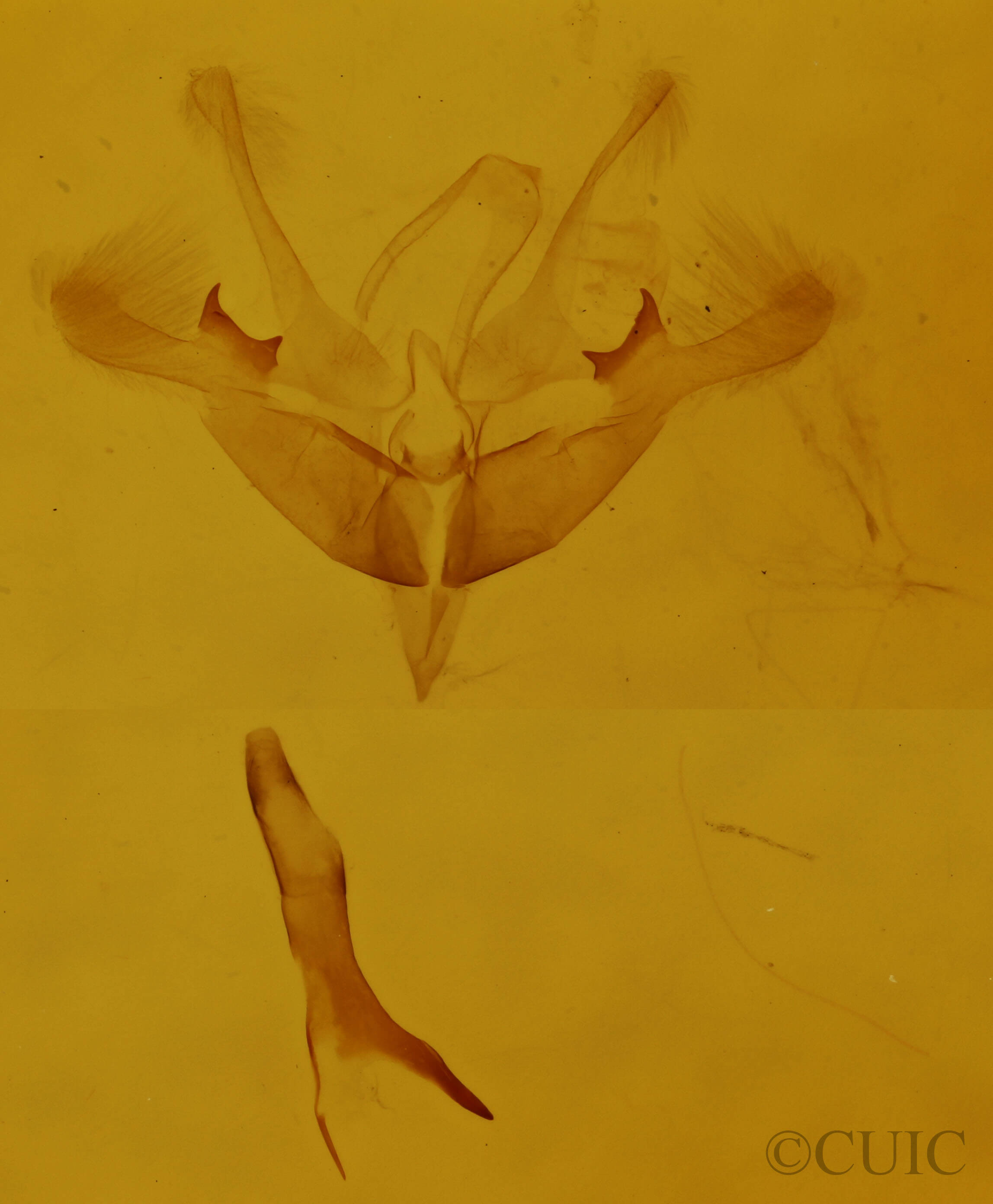 genitalia view of adult Nola cilicoides