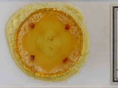 slide view of adult Nola cilicoides