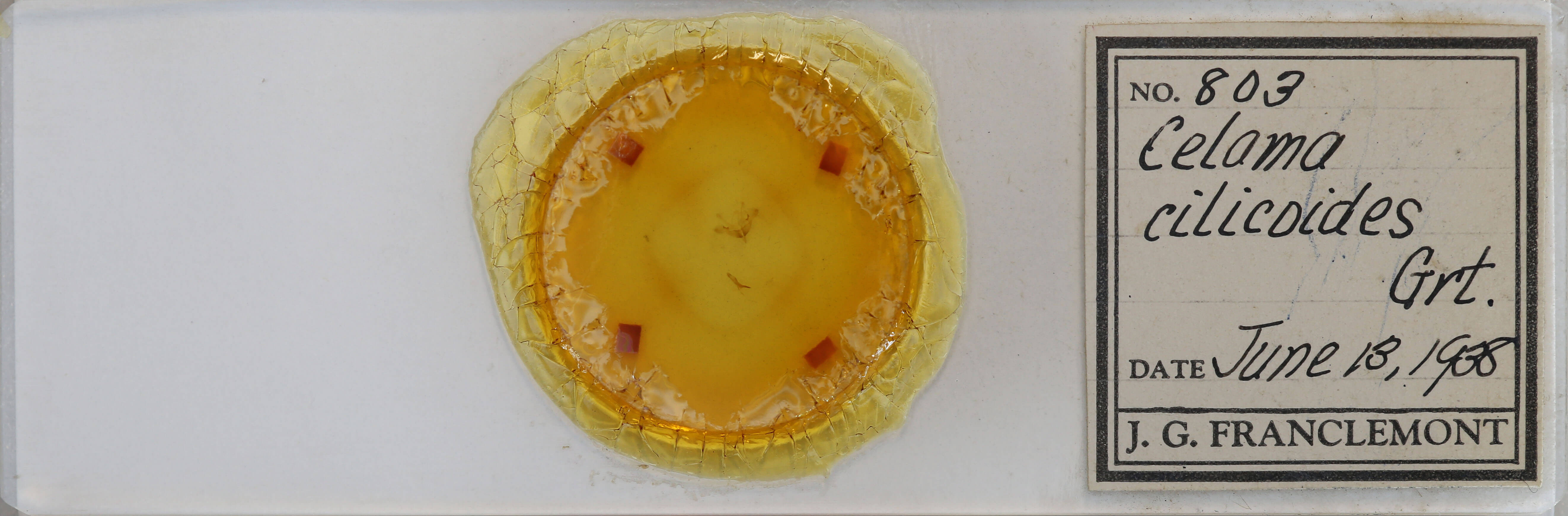 slide view of adult Nola cilicoides