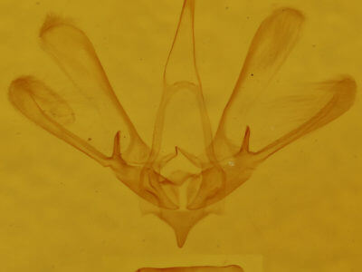 genitalia view of adult Nola triquetrana