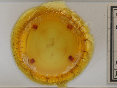 slide view of adult Nola triquetrana