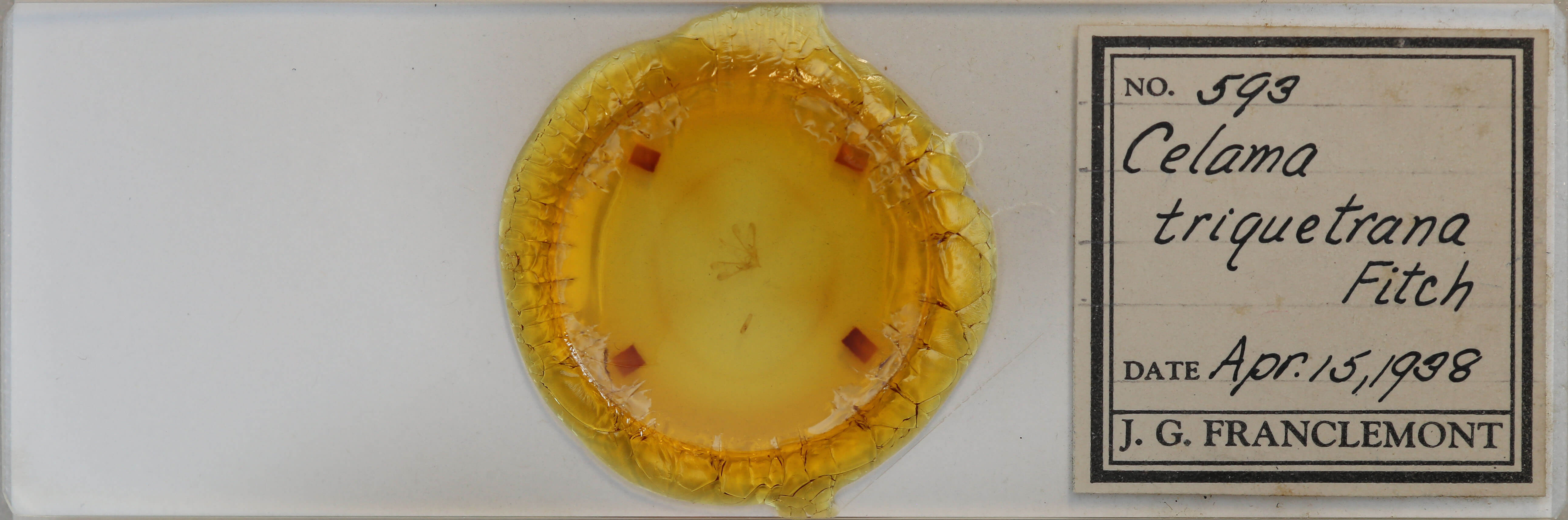 slide view of adult Nola triquetrana