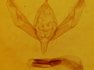 genitalia view of adult Ochropleura implecta