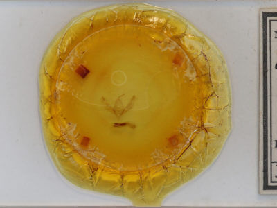 slide view of adult Ochropleura implecta